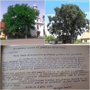 Stejarii Incoronarii din Ocna Mures